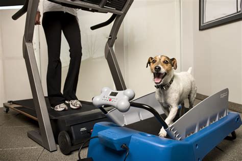 canine fitness  dog treadmill exercise equipment   smart