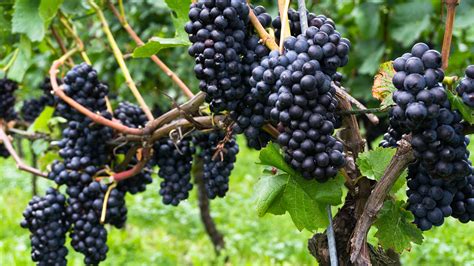 pinot noir wine international association wia