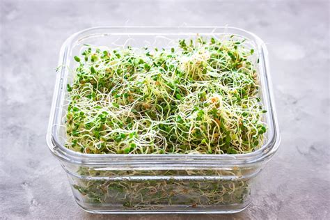 grow alfalfa sprouts  home vancouver  love