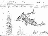 Shark Orca Great Vs Acrocanthosaurus Robin Coloring Pages sketch template