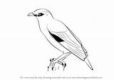 Myna Draw Drawing Step Birds Tutorials Drawingtutorials101 sketch template