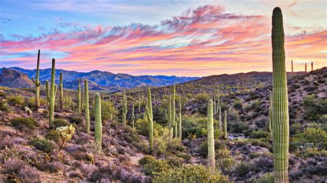 los pobladores del desierto de sonora