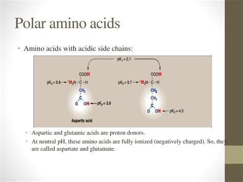 amino acids powerpoint  id