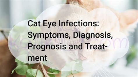 cat eye infections symptoms diagnosis prognosis and treatment