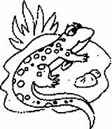 Colorat Soparla Imagini Lizard Desene sketch template