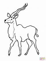 Kudu Coloring Pages Antelope Drawing Woodland African Supercoloring Greater Cartoon Categories Antelopes Printable sketch template