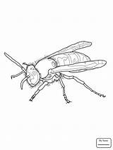 Wasp Yellow Jacket Coloring Pages European Drawing Wespe Printable Supercoloring Ausmalen Color Insects Getdrawings Zum Ausdrucken Gemerkt Von sketch template