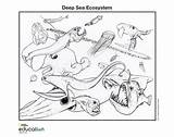 Ecosystem Ecosystems sketch template