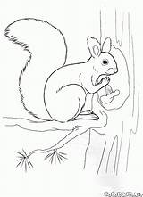 Squirrel Colorkid sketch template