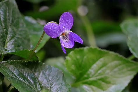 la violette traite linsomnie des deprimes plantes  sante