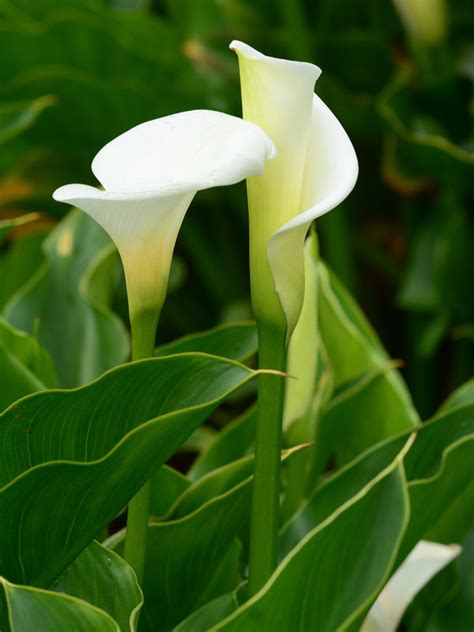 Purest White Calla Lily Plant Zantedeschia Aethiopic