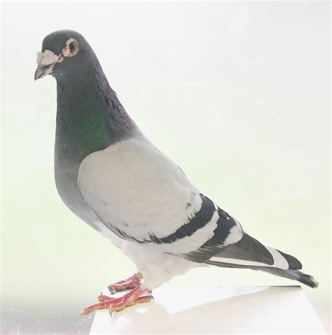snoking racing pigeon club serv