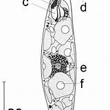 Photoreceptor Euglena Eyespot Gracilis Flagellum Reservoir sketch template