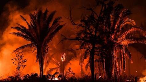 starnieuws branden  amazone hoogste aantal   jaar  juni