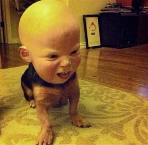 top  scariest halloween costumes  dogs