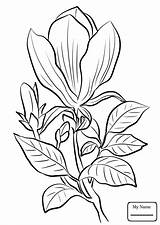 Magnolia Coloring Pages Printable Awesome Tattoo Watercolor Getcolorings Flo Flower Color Getdrawings sketch template