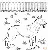 Duitse Herder Kleurplaten Supercoloring Pastor Honden Printen Belga Craftwhack Herders sketch template