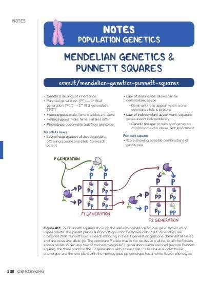 Mendel Genetics Punnett Square