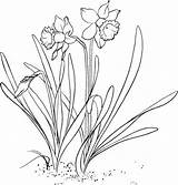 Daffodil Coloring Flower Garden Drawing Outline Realistic Pages Kidsplaycolor Daffodils Drawings Flowers Draw Planting Netart Kids Besuchen Paintingvalley Choose Board sketch template