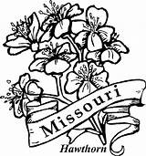 Coloring State Missouri Pages Hawthorn Flowers Flower Outline Color Drawing Dogwood Clipart Tree Kids Draw Easy Cliparts Clip Symbols Blossom sketch template
