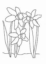 Narciso Lirio Tudodesenhos Daffodil Daffodils Laflor sketch template