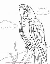 Macaw Coloring Pages Green Yellow Parakeet Hawk Drawing Kids Red Printable Greenwing Color Print Drawings Draw Macaws Jacket Colorings Getcolorings sketch template