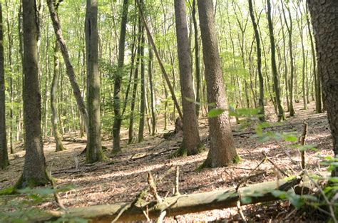 marburg open forest lab  environmental informatics