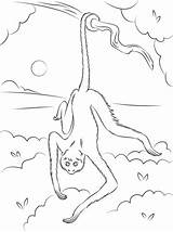 Monkey Spider Coloring Tree Hanging Pages Printable Cartoon Categories sketch template