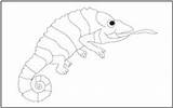 Coloring Chameleon Tracing Reptiles Pages Mathworksheets4kids sketch template