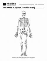 Skeletal Ebsco Book sketch template