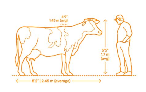 dairy cows dimensions drawings dimensionsguide