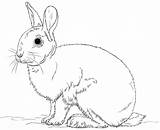 Coloring Pages Bunny Rabbit Realistic Easter Cute Choose Board Colouring Drawings Printable Letscolorit sketch template