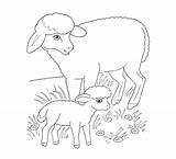 Lamm Ausmalbild Zum Ostern Ausmalen Mutterschaf Lambs Schafe Schaf Zeichnen sketch template