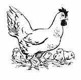 Chicken Coloring Chicks Large Edupics Pages sketch template