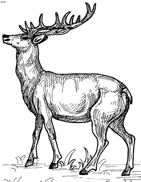 coloring pages  kids deer coloring home