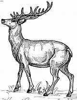 Deer Coloring Pages Clipart Realistic Kids Reindeer Animal Adults Printable Adult Sheets Masculine Animals Detailed Books Drawing Red Wild Tumblr sketch template