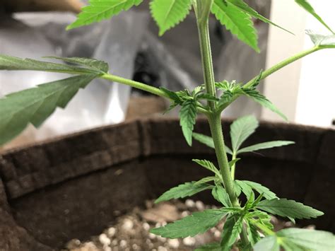 5 Week Old Plant Can You Tell Gender Grasscity Forums