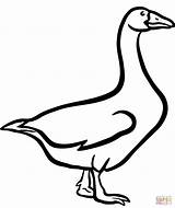 Goose Coloring Pages Domestic Printable Drawing sketch template