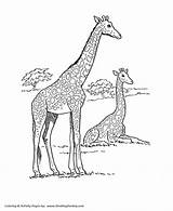 Coloring Pages African Animal Animals Giraffe Wild Safari Dog Savanna Kids Sheet Print Honkingdonkey Printable Sheets Activity Adult School Books sketch template