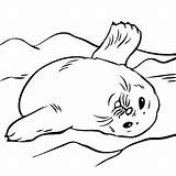 Seal Foca Barriga Robbe Seals Bestcoloringpagesforkids Robben Malvorlagen Seehunde Tudodesenhos Tiere Harp Realistic Coloringbay Designlooter Hunde Malen Lustige Thecolor Ocean sketch template