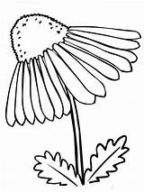 Coloring Chamomile Pages Flower sketch template