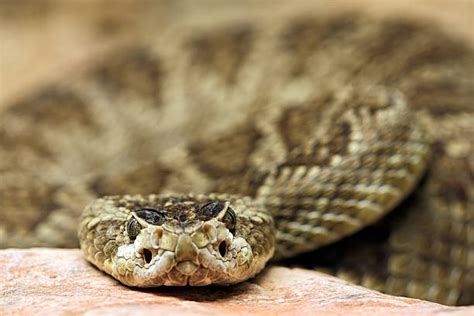 snake face stock  pictures royalty  images istock