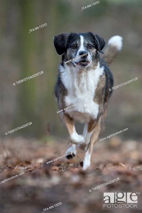 mongrel stock photo picture  rights managed image pic tfa nn