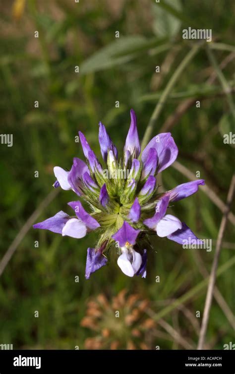 wild flower pitch trefoil psoralea bituminosa stock photo alamy