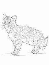 Andes Mountains Machu Margay Bmo sketch template