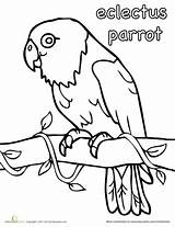 Parrot Coloring Eclectus Worksheets Education Parrots Pages sketch template
