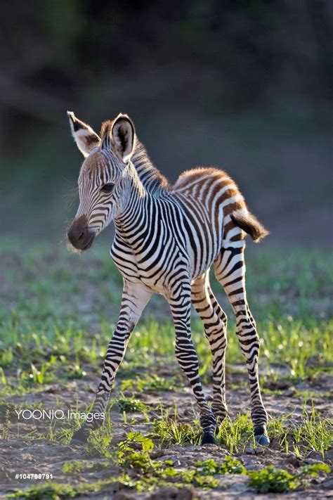 images  zebra zebra mixes  pinterest preserve rainbow zebra  weird