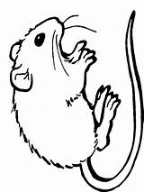 Gerbil Coloring Pages Gerbils Animals Clipart Cute Clip Printable Cliparts Color Library Print sketch template