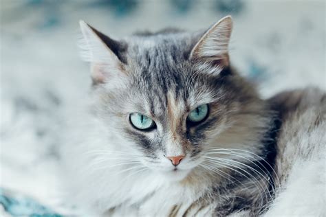siberian cat full profile history  care