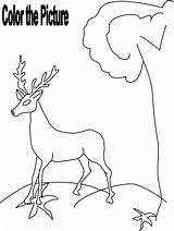 Deer Coloring Kids Drinking Water Drawing Animals Grass Worksheets Color Animal Herbivorous Pdf Open Print  Getdrawings sketch template